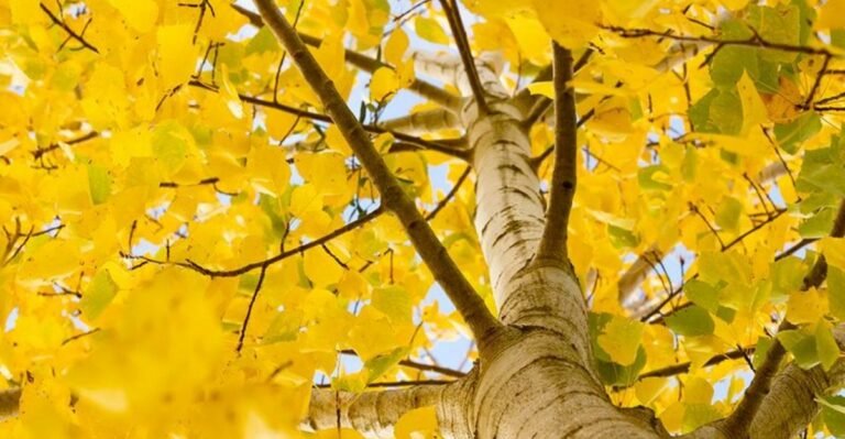 The Michigan Native Tree That Spreads Into A Whole Grove And Why That Can Be A Good Thing