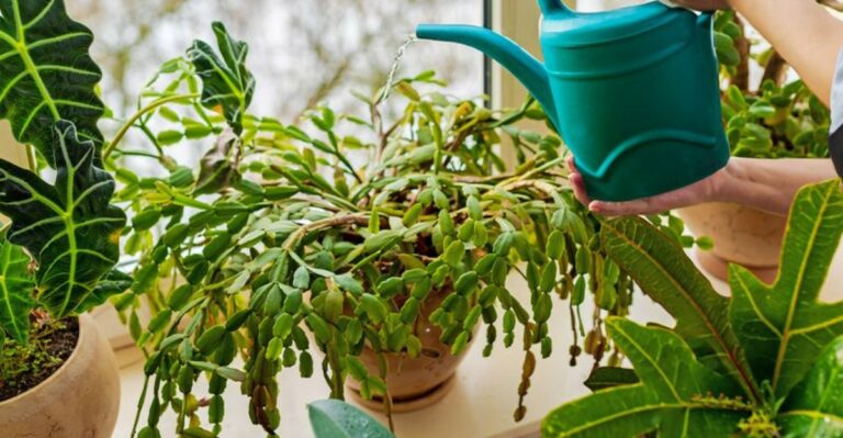 When To Stop Watering Your Christmas Cactus So It Thrives In North Carolina