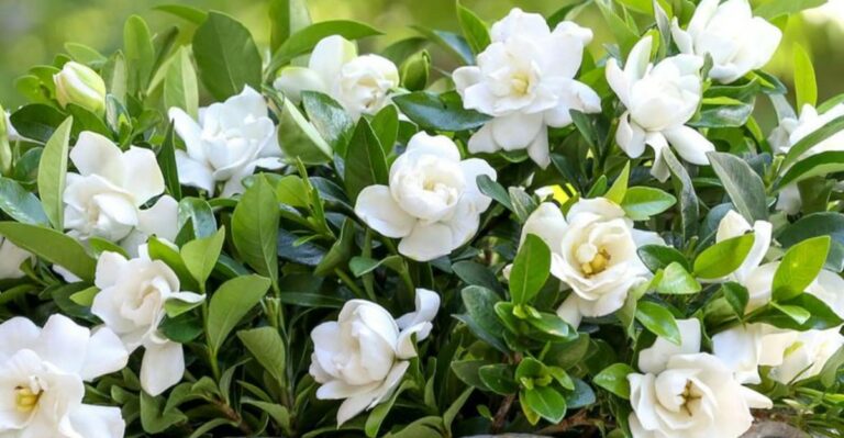 Do This For California Gardenias In October Or Next Spring’s Blooms Suffer