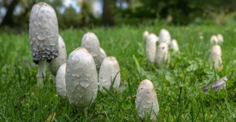 White Mushrooms That Melt Into Black Ink Are Showing Up On Indiana Lawns
