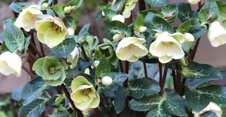 Why Hellebores Deserve A Spot In Every North Carolina Shade Garden This Winter