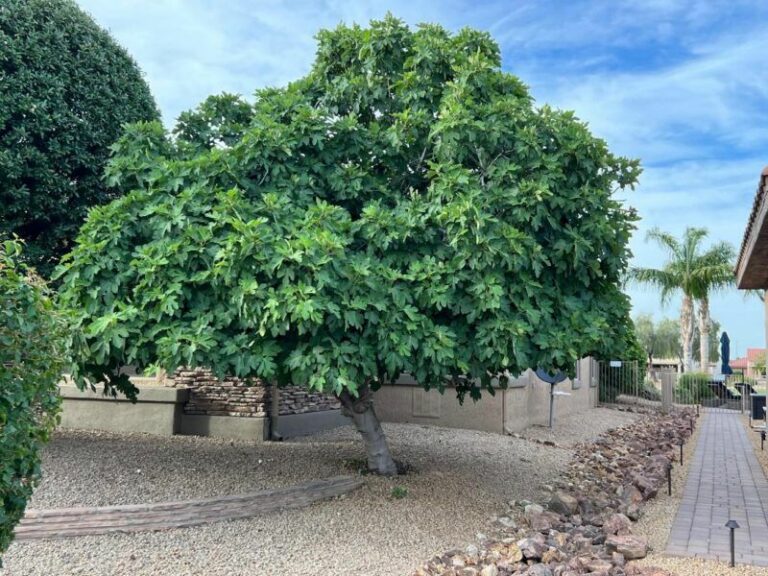 The Easiest Fruit Tree To Get In The Ground Across Arizona Before Winter