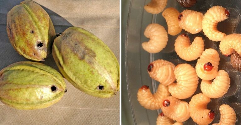 A Hidden Grub Is Damaging Alabama Backyard Pecans, And A Tiny Hole In The Shell Is One Sign Of It