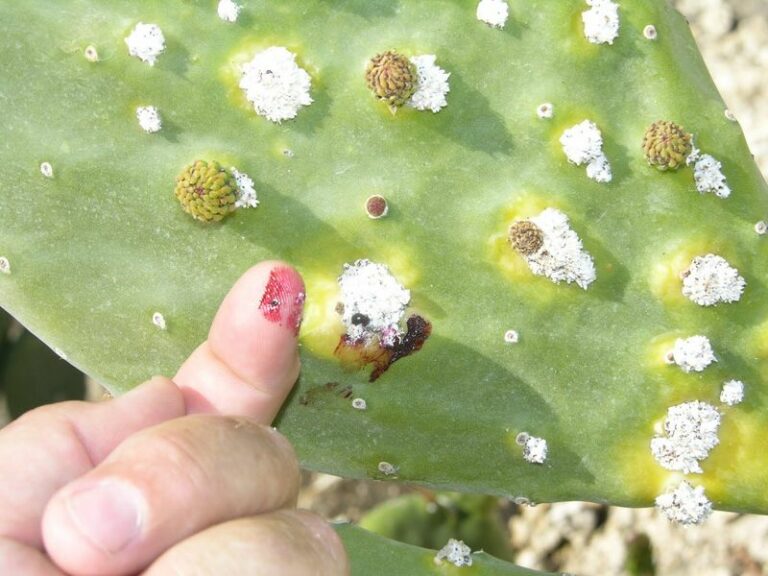 The Fuzzy White Tufts On Your Arizona Prickly Pear May Be Bugs Hiding Red Dye