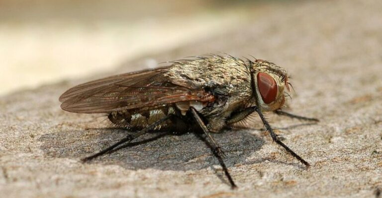 Sluggish Dark Flies Clustering On Sunny Indiana Windows This Fall Started Life Inside Earthworms