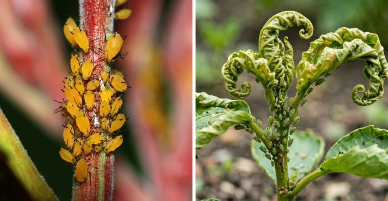 What It Really Means When Aphids Swarm Your North Carolina Fall Annuals