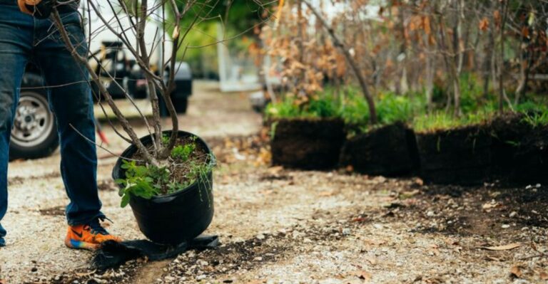Best Ohio Nurseries For Native Trees And Shrubs During Fall