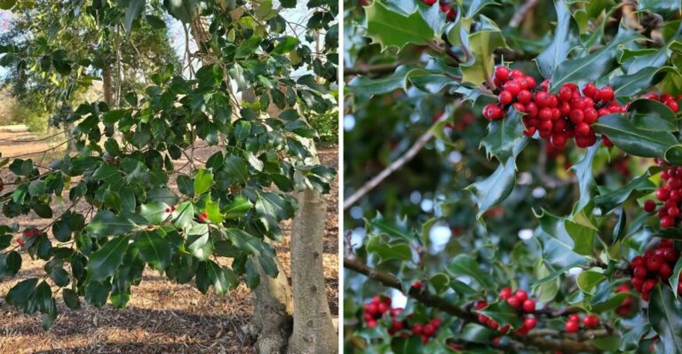 Why Some American Holly Trees In Georgia Never Produce Red Berries