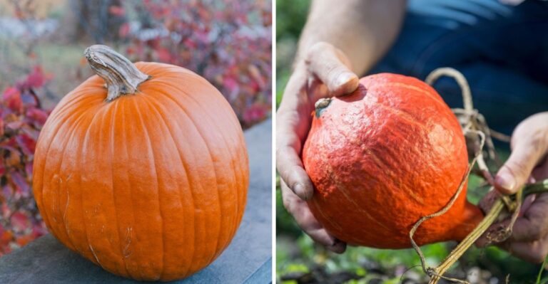 Pumpkins And Gourds Still On The Vine In Virginia? What To Do This Week