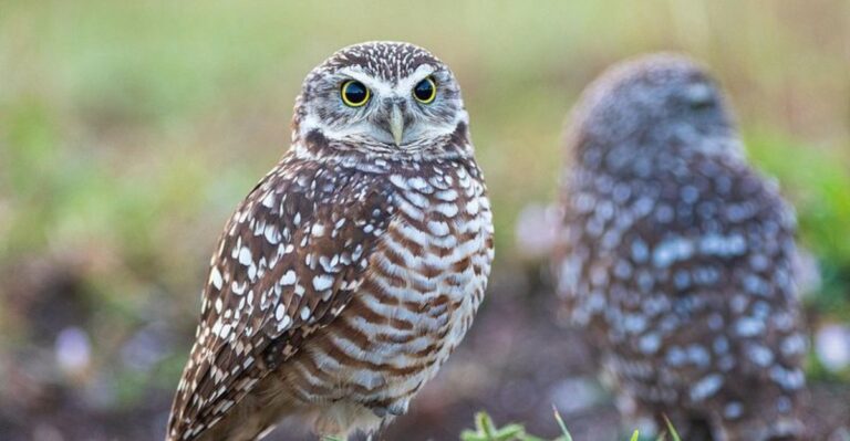 Why Are Owls Suddenly Roosting In Florida Backyard Trees