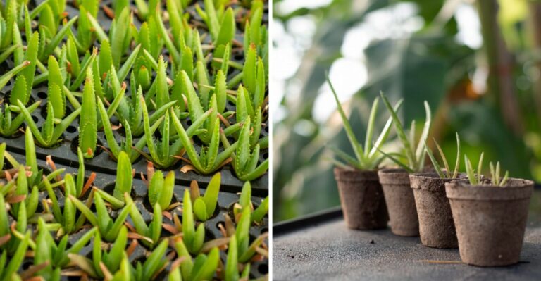 How To Encourage An Aloe Vera To Produce More Pups