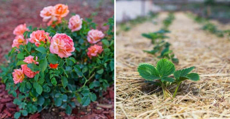 Mulch These Texas Plants Before October Ends