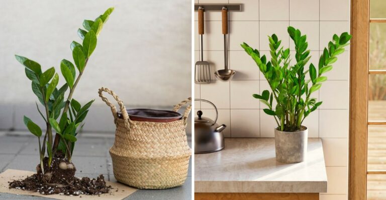 How New York Plant Owners Can Make Their ZZ Plants Grow Fuller