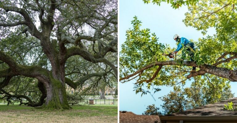 What To Do With Your Florida Live Oak After Hurricane Isaias