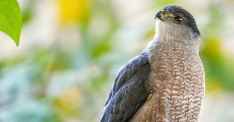 What It Means When A Sharp-Shinned Hawk Hunts Near Your California Bird Feeder