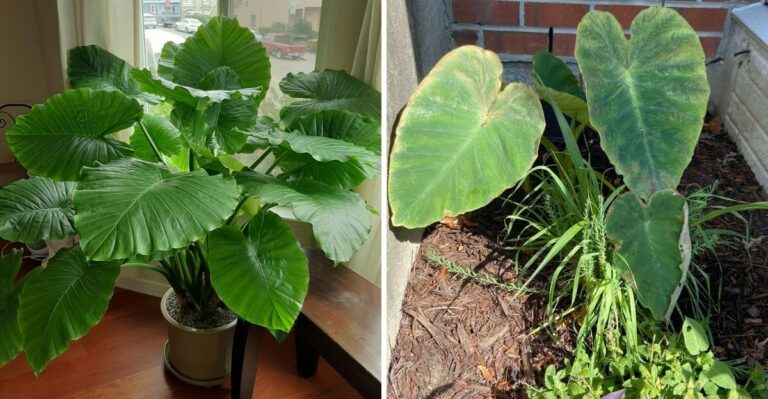 What Georgia Gardeners Should Know Before Leaving Elephant Ears In The Ground This Winter