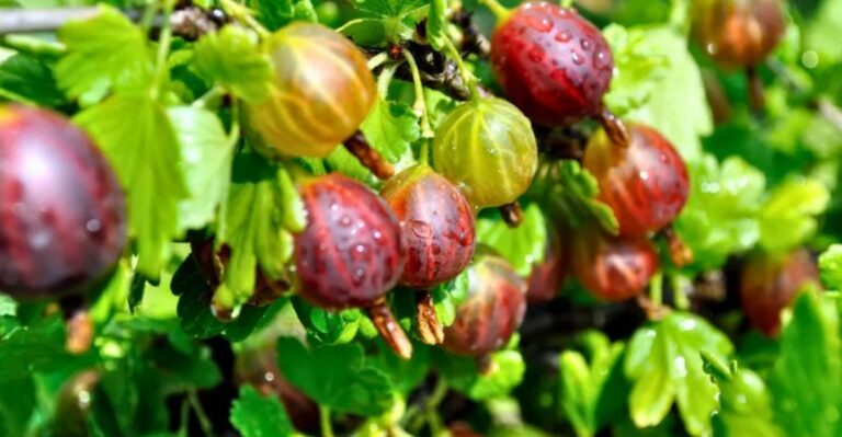 This Is The Easiest Berry Bush California Gardeners Aren’t Growing Yet