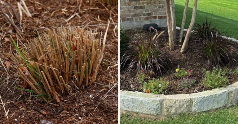 Georgia’s Purple Fountain Grass Looks Beautiful In Fall But Winter May Tell A Different Story