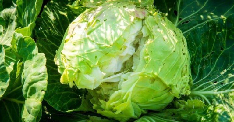 Why North Carolina Cabbage Heads Split Open After A Heavy Fall Rain