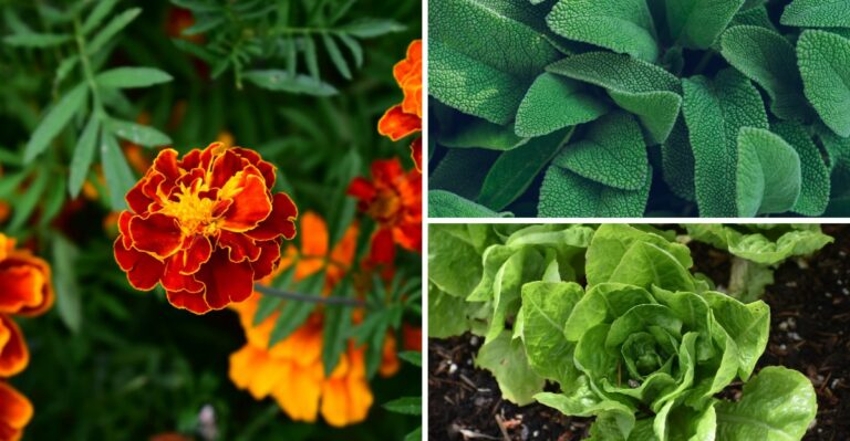 Grow These Plants Near Your Carrots For A Bigger Harvest