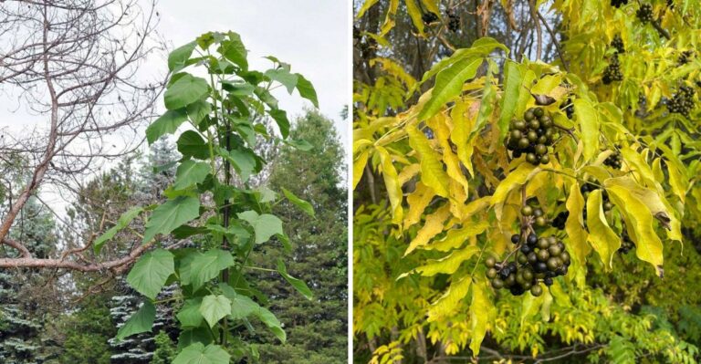 What New Jersey’s Invasive Plant Law Means For The Trees In Your Yard
