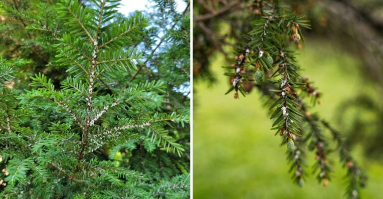 This Is The Invasive Insect Targeting Pennsylvania Hemlocks At An Alarming Rate