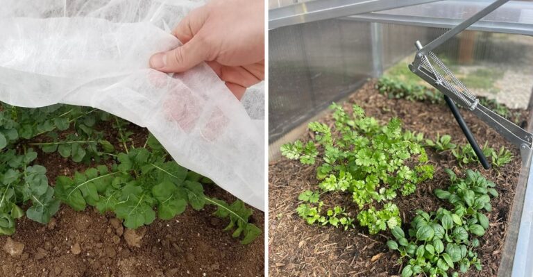 How To Build A Cold Frame Before Virginia’s First Frost