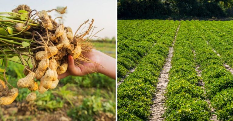 Peanuts In New Jersey? The Crop Most Gardeners Overlook