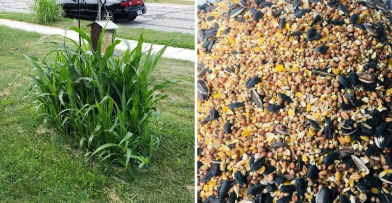 Something Is Sprouting Under Your Missouri Bird Feeder And You Probably Bought It Yourself