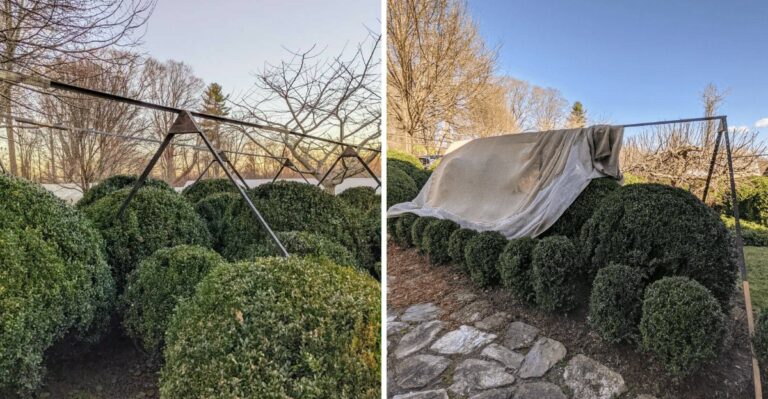 Why Virginia Gardeners Should Set Burlap Stakes In October, Not After The First Snow