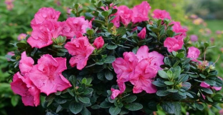 This Fall Pruning Rule Keeps Georgia Azaleas Safe From Winter Freeze Damage