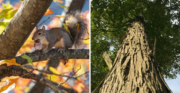 The Alabama Tree That Feeds Squirrels And Gives Bats A Place To Hide