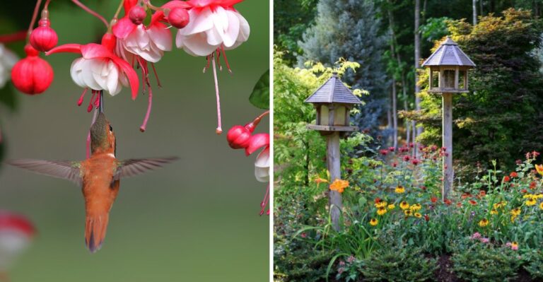 Taking Down Your Feeder Too Early This Fall Could Mean Missing A Rare Western Guest In New Jersey