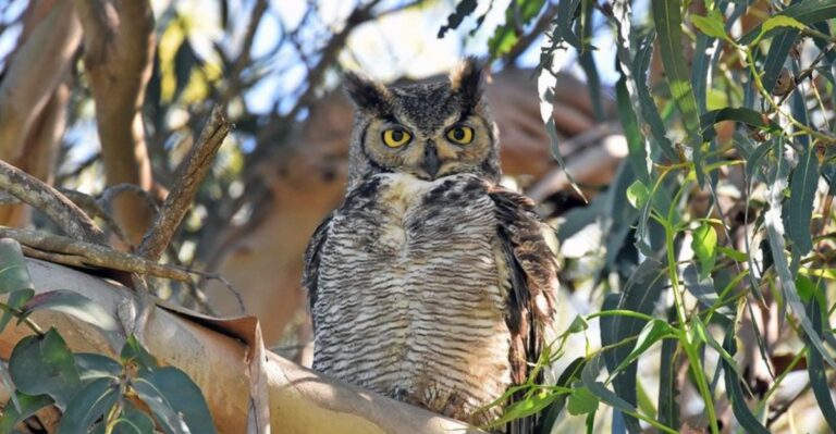The Meaning Behind Hearing An Owl In Your Florida Yard In Fall