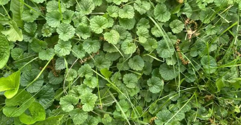 Why October Is The Best Month To Wipe Out Creeping Charlie In Virginia Lawns