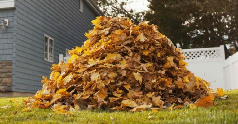 Your Neighbor’s Tree Keeps Dropping Leaves In Your Virginia Yard, Who’s Responsible?