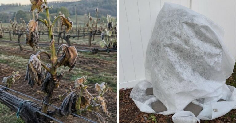 First Frost Can Hit Georgia Weeks Apart Depending On Where You Live