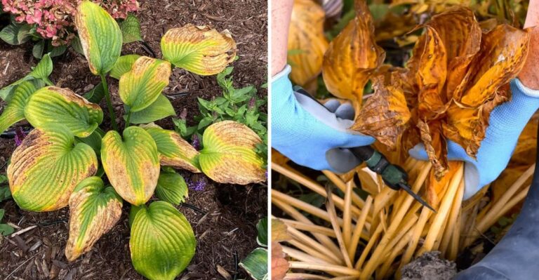 Why Hosta Leaves Turn Brown And What To Do About It