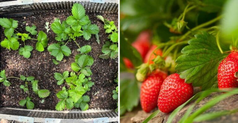Plant These Texas Strawberries In October And Pick Them By Early Spring