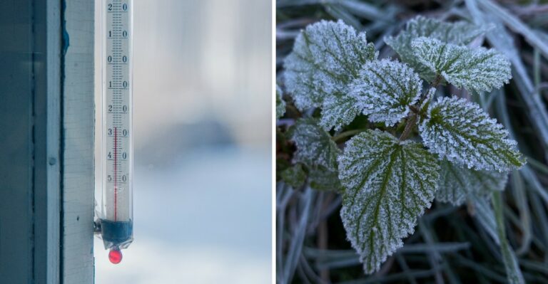 Why Shenandoah Valley’s First Frost Falls Around October 15 This Year