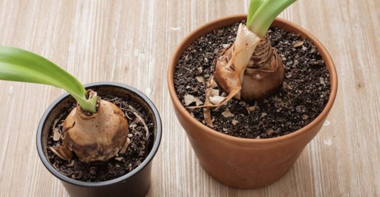 The November Mistake That Could Keep Georgia Amaryllis From Blooming By Christmas