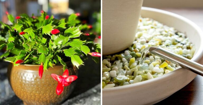 Your Louisiana Humidity Is The Secret To A Blooming Christmas Cactus