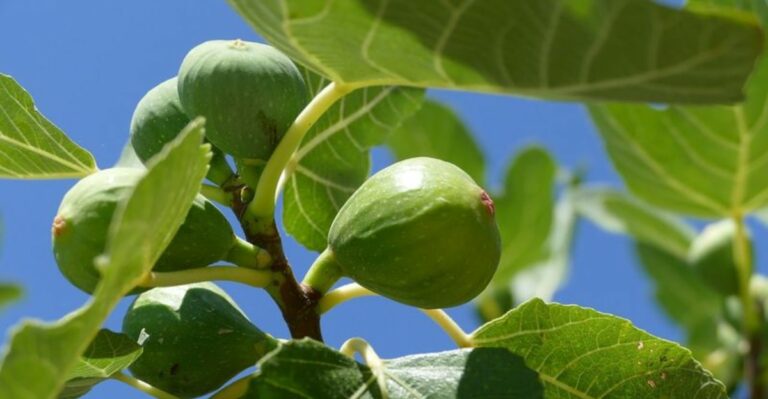 What Georgia Fig Owners Should Do With Late Figs That Stay Green And Firm