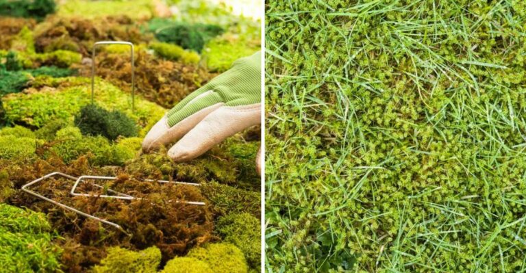 What It Really Means When Moss Takes Over Your North Carolina Lawn