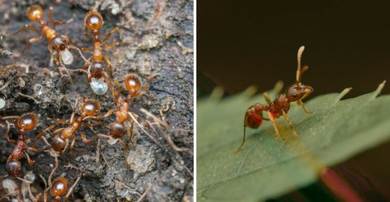 Found Fire Ants In Your New York Garden? Here’s What To Know
