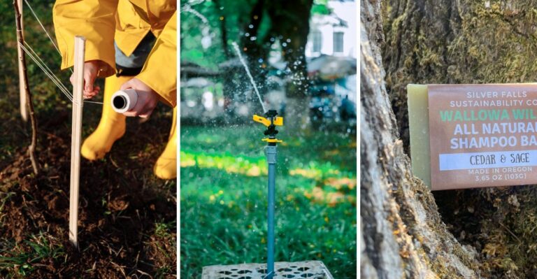 How To Protect Young North Pennsylvania Trees From Deer Rut Damage This Fall