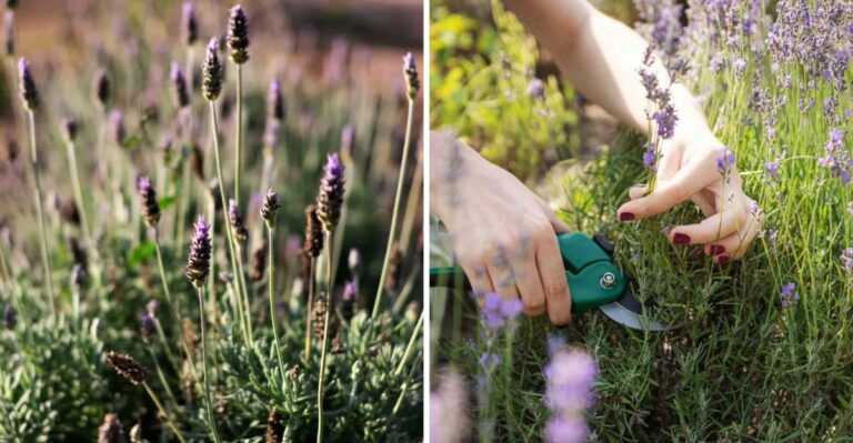 The One Thing Pennsylvania Gardeners Forget To Do With Lavender Every October