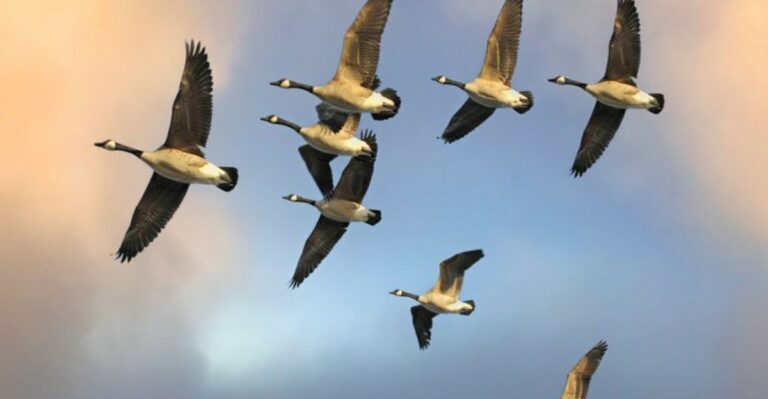The Meaning Behind Geese Flying Low Over Your Ohio Home In October