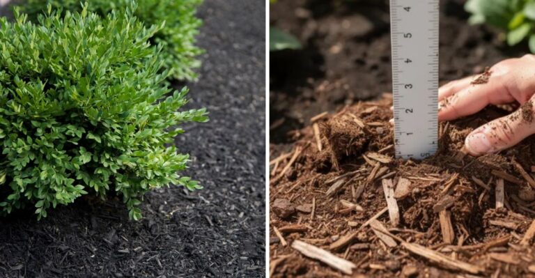 What Boxwoods Need Before Their First Ohio Winter