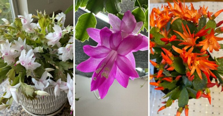 8 Christmas Cactus Colors California Plant Lovers Can Grow